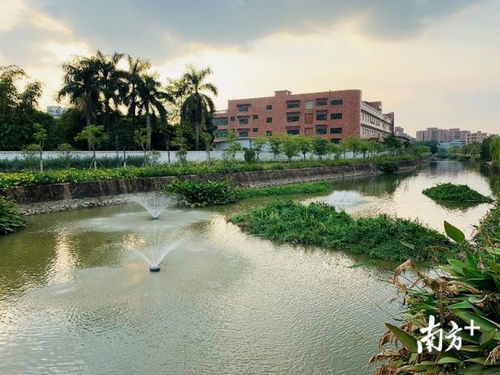 营造水清岸绿,石排加强水污染治理和改善农村人居环境